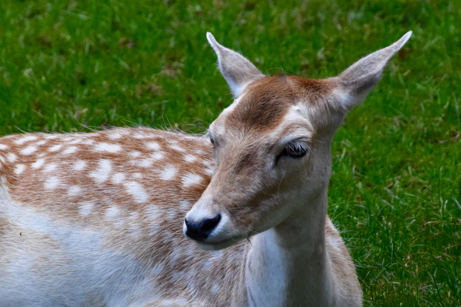 Damhertje - Zoogdieren - 