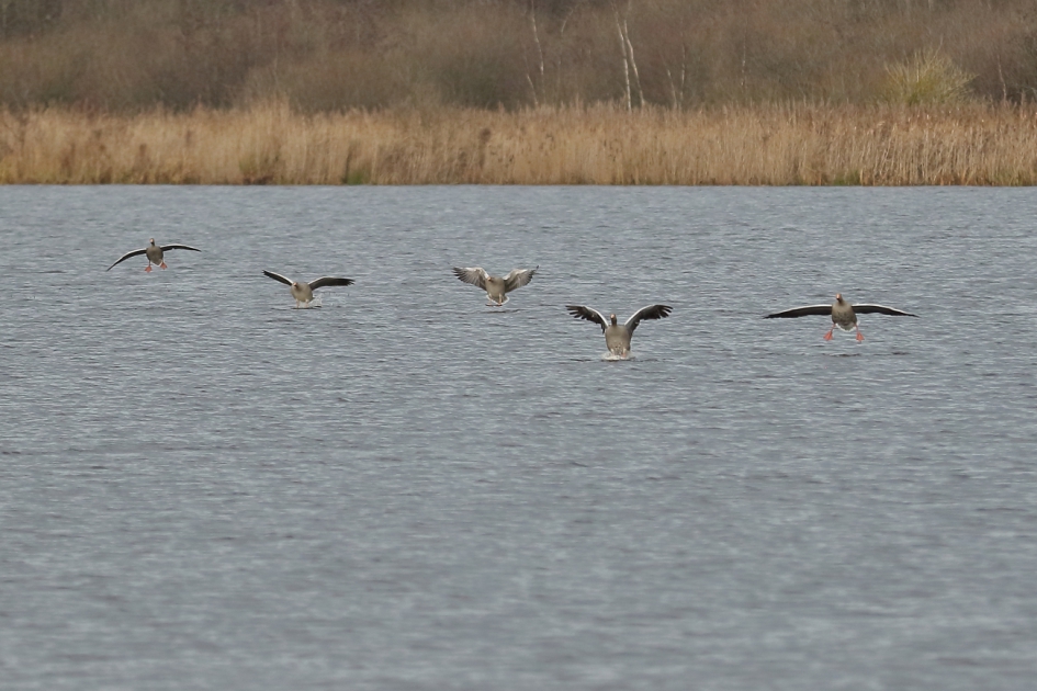 de aankomst - Vogels - grauwe gans