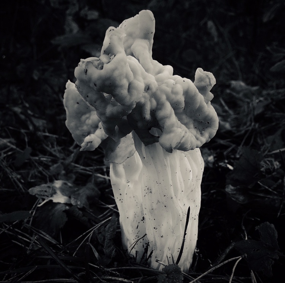 De Witte Kluifzwam - Schimmels - Witte Kluifzwam