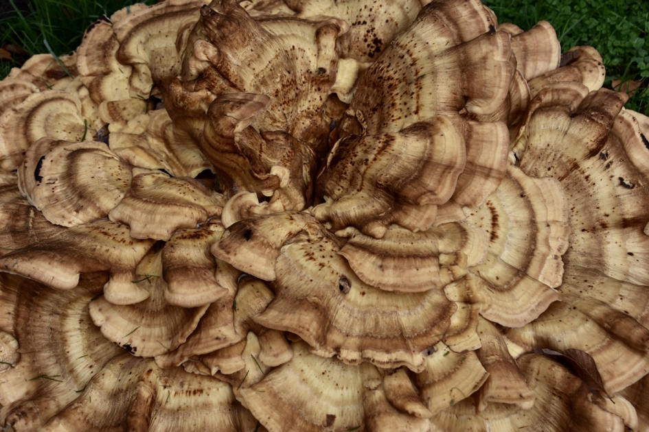 Detail van zwam - Schimmels - 