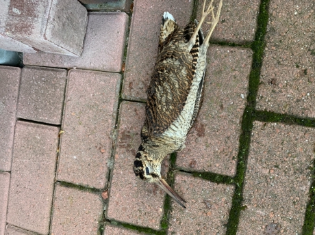 Dode houtsnip in woonwijk Enschede