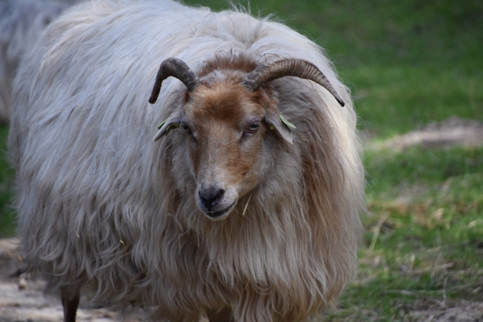 Drents heideschaap - Zoogdieren - 