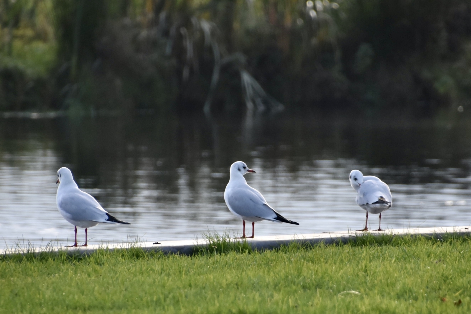 Drie kokmeeuwen - Vogels - 