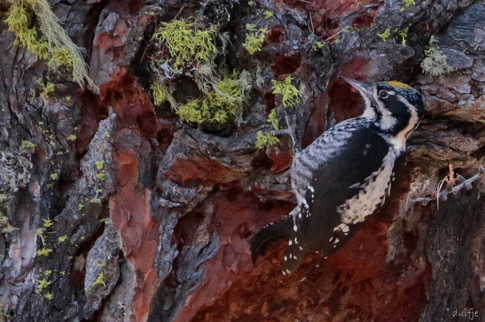 Drieteenspecht - Vogels - Drieteenspecht, mannetje