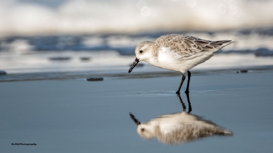 Drieteenstrandloper. - Vogels - Drieteenstrandloper.