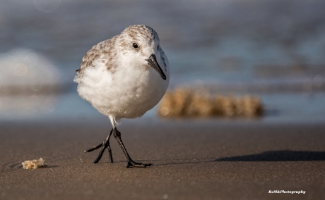 Drieteenstrandloper.