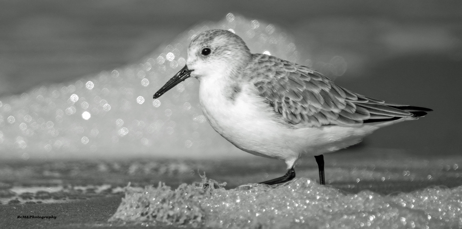 Drieteenstrandloper. - Vogels - Drieteenstrandloper.
