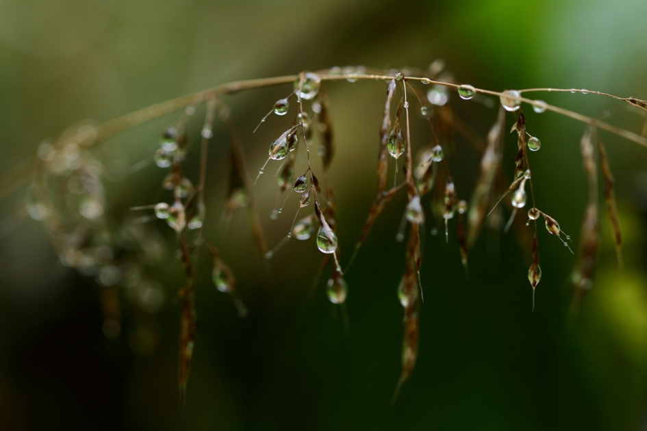 druppels - Planten - 