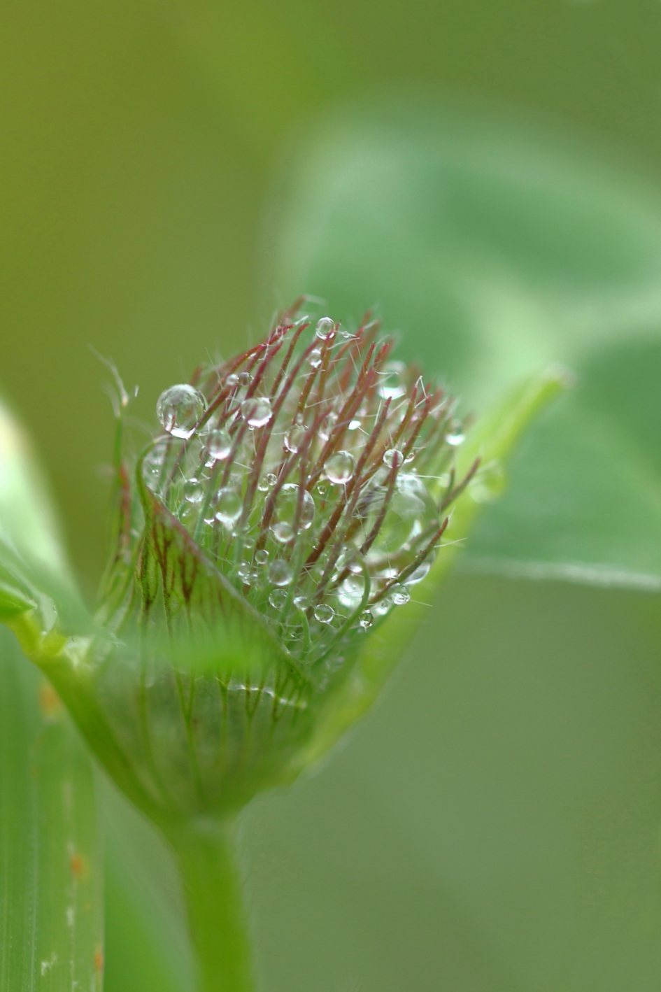 druppelvanger - Planten - witte klaver
