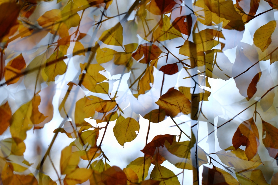 dubbel zien - Planten - 