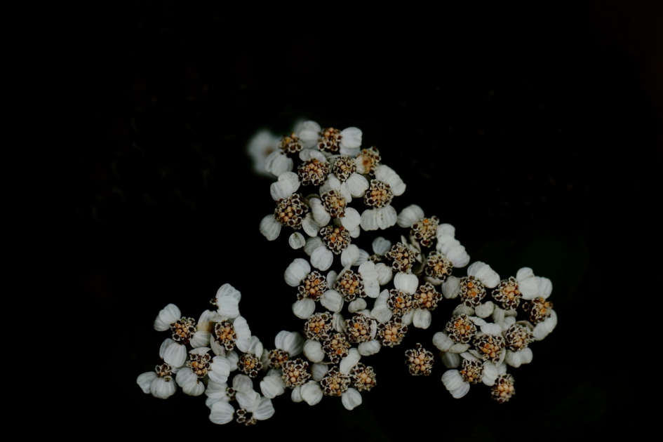 duizendblad - Planten - duizendblad