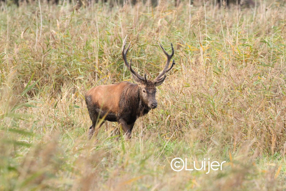 Edelhert - Zoogdieren - 