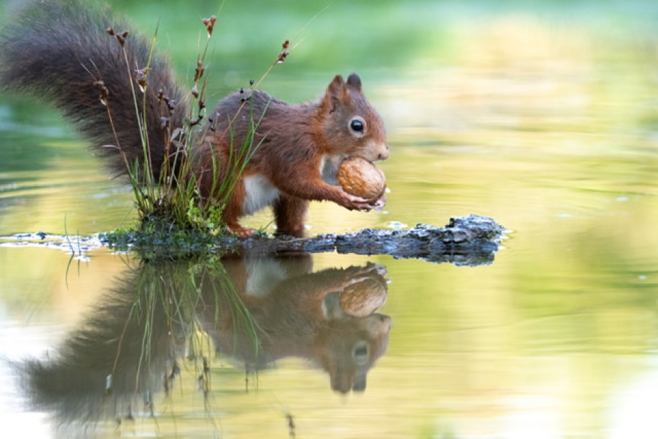 Eekhoorn in herfst tinten - Zoogdieren - Eekhoorn