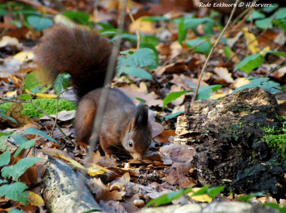 Eekhoorntje. - Zoogdieren - Eekhoorntje.