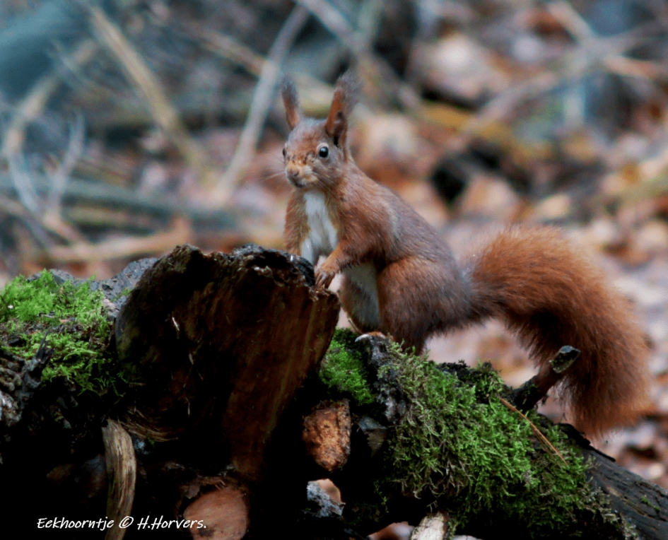 Eekhoorntje - Zoogdieren - Eekhoorntje