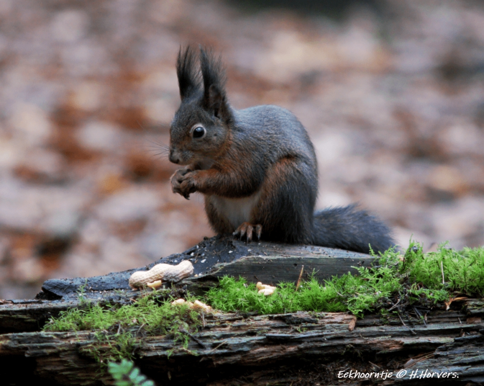 Eekhoorntje - Zoogdieren - Eekhoorntje