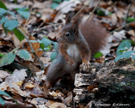 Eekhoorntje