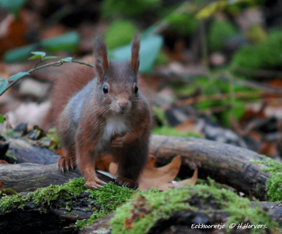 Eekhoorntje - Zoogdieren - Eekhoorntje