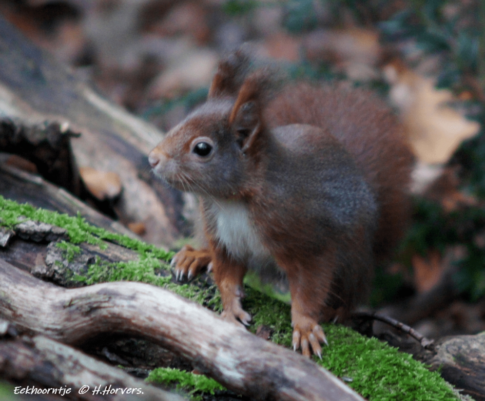 Eekhoorntje - Zoogdieren - Eekhoorntje
