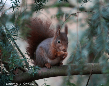 Eekhoorntje