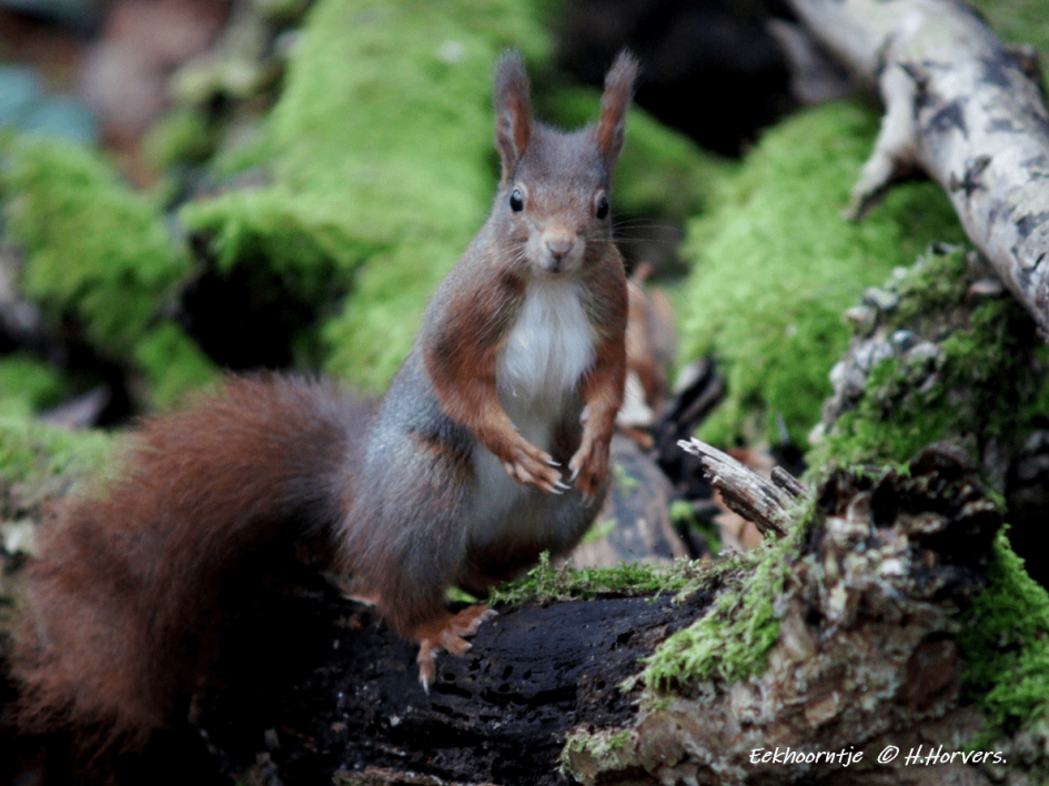 Eekhoorntje - Zoogdieren - Eekhoorntje