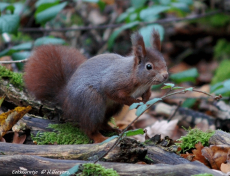 Eekhoorntje