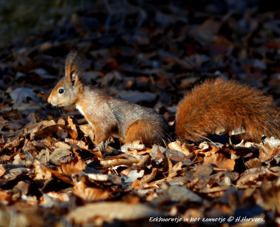 Eekhoorntje in de zon ... - Zoogdieren - Eekhoorntje