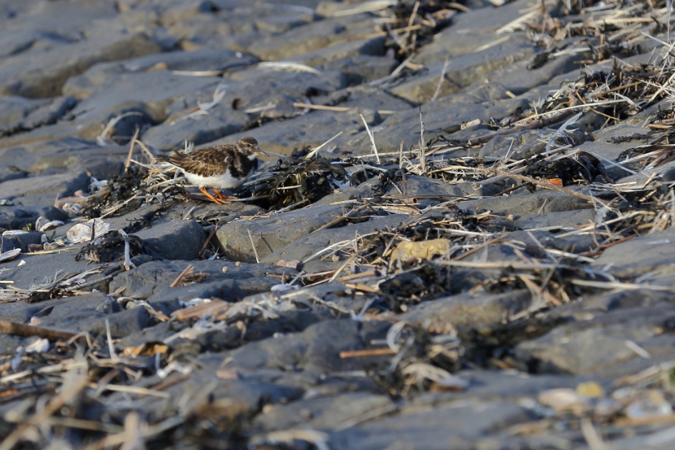 een soort zoekplaatje: steenloper - Vogels - steenloper