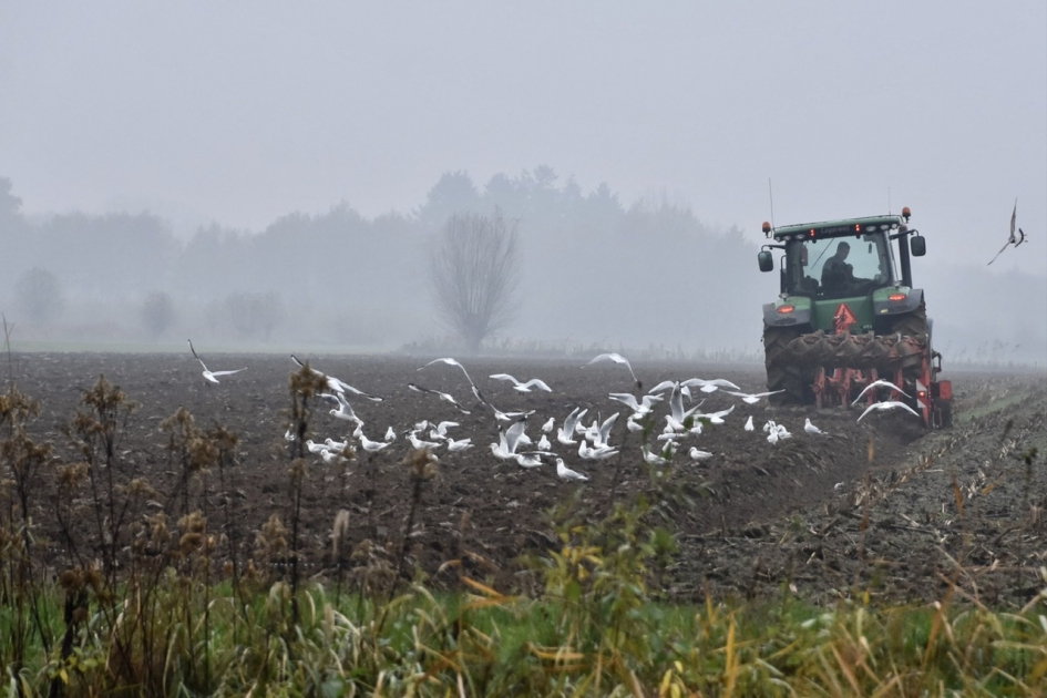 En natuurlijk komen dan de meeuwen - Vogels - 