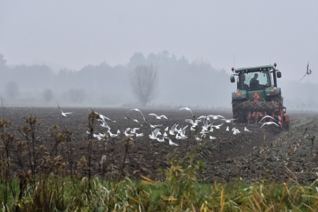 En natuurlijk komen dan de meeuwen