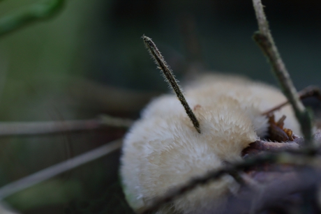 er een stokje voor steken