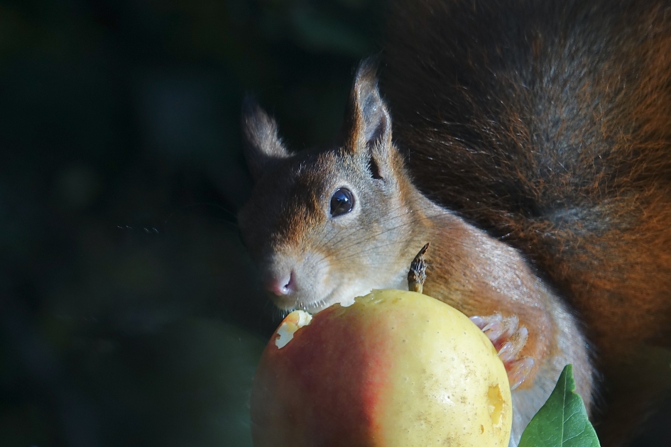 Fruithapje - Zoogdieren - Eekhoorn