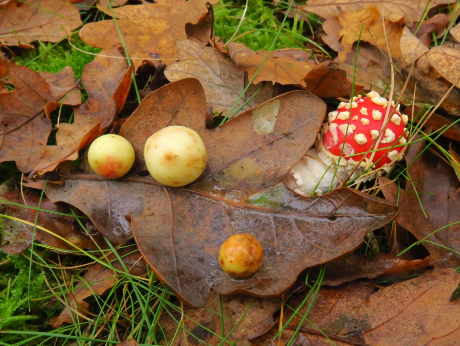 Galappels - Planten - 