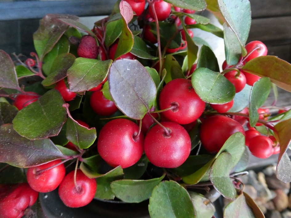 Gautheria - Planten - 