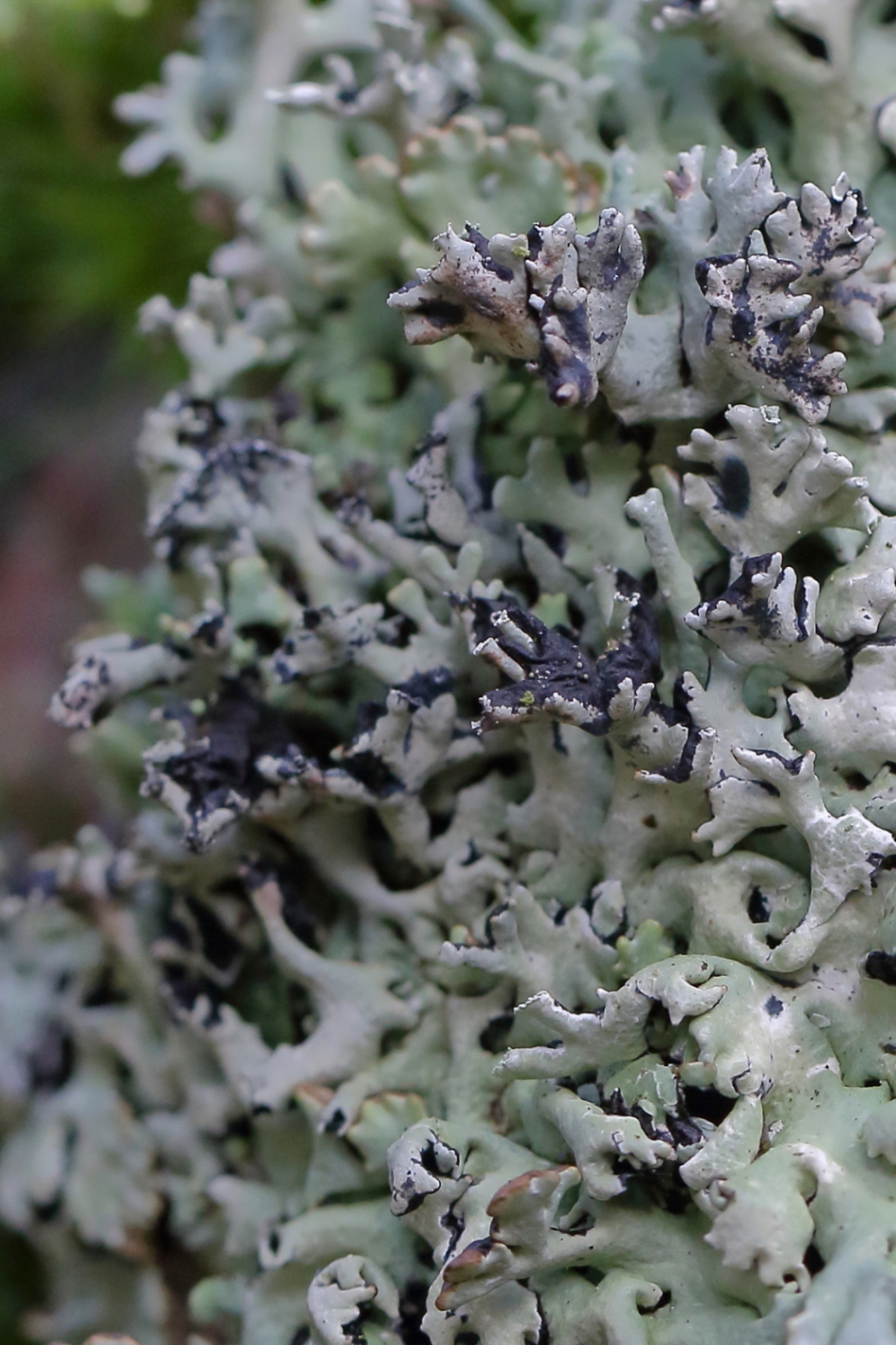 gebogen schildmos - Planten - gebogen schildmos