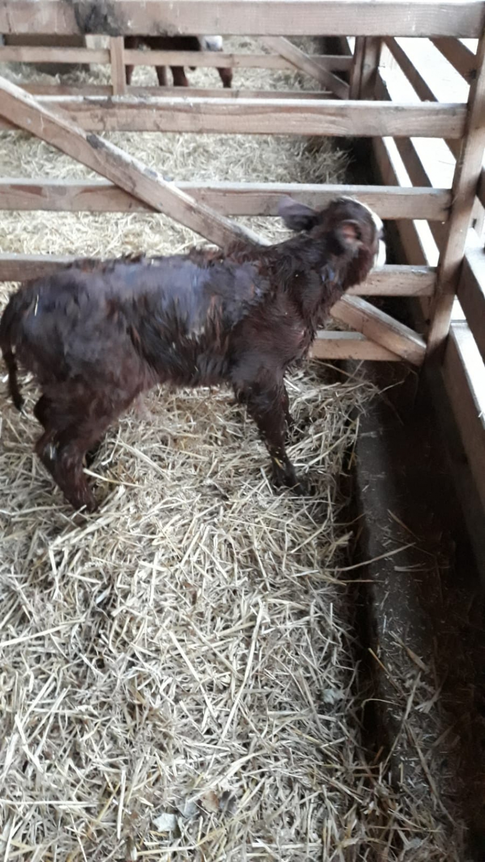 Geboorte van kalfje - Zoogdieren - 