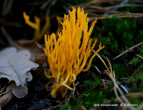 Gele Koraalzwam