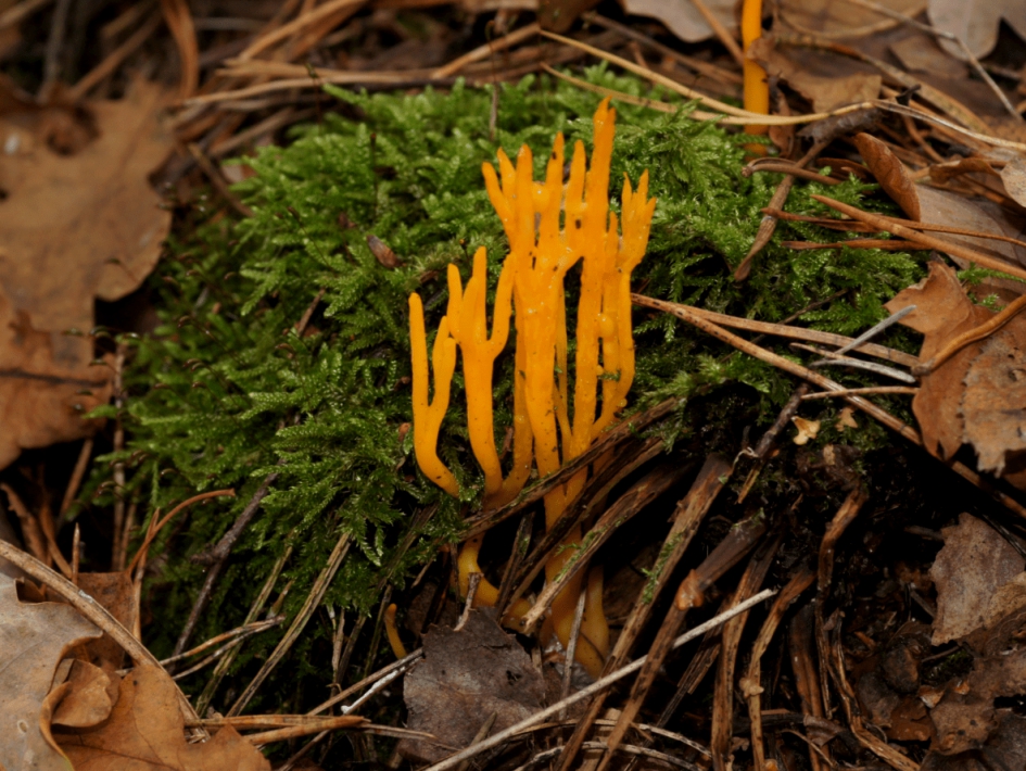 Gele Koraalzwam. - Schimmels - Gele Koraalzwam.