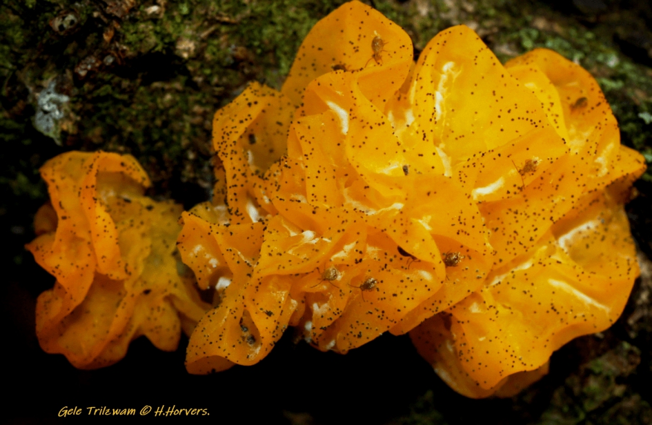 Gele Trilzwam - Schimmels - Gele Trilzwam