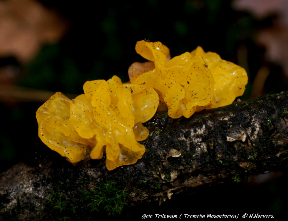 Gele Trilzwam - Schimmels - Gele Trilzwam