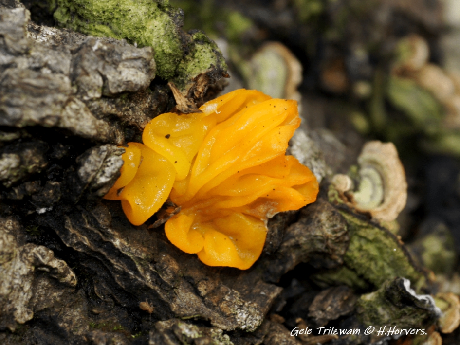 Gele Trilzwam - Schimmels - Gele Trilzwam