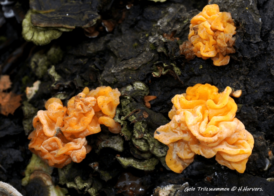 Gele Trilzwammen - Schimmels - Gele Trilzwammen