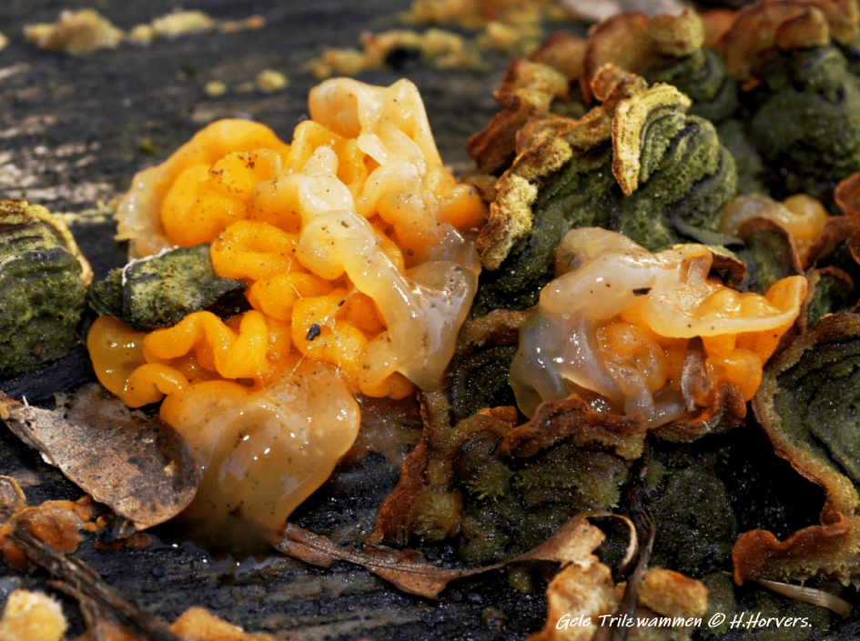 Gele Trilzwammen. - Schimmels - Gele Trilzwammen.