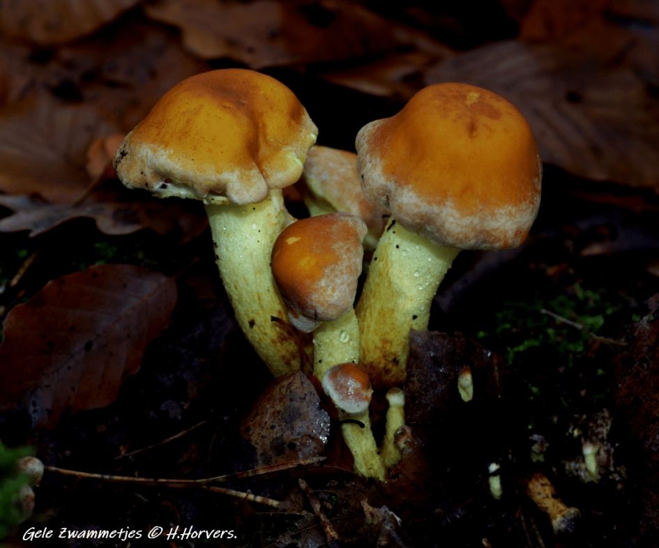 Gele Zwammetjes. - Schimmels - Gele Zwammetjes.