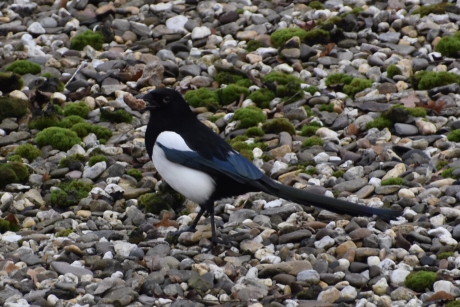 Gelukt, iets gevonden