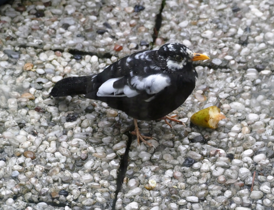 gevlekte merel - Vogels - Merel