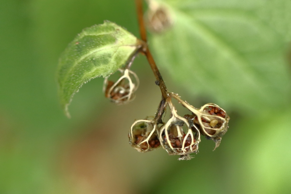 gevulde mandjes - Planten - ???