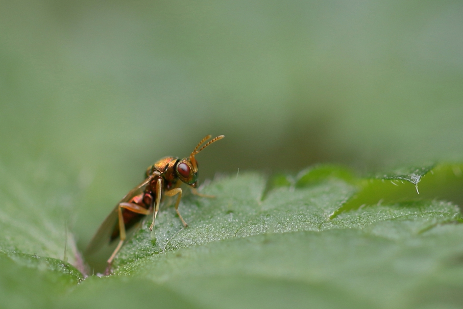 gewone wespbij of koperwesp - Geleedpotigen - gewone wespbij