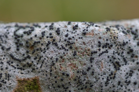 gewoon sterschoteltje