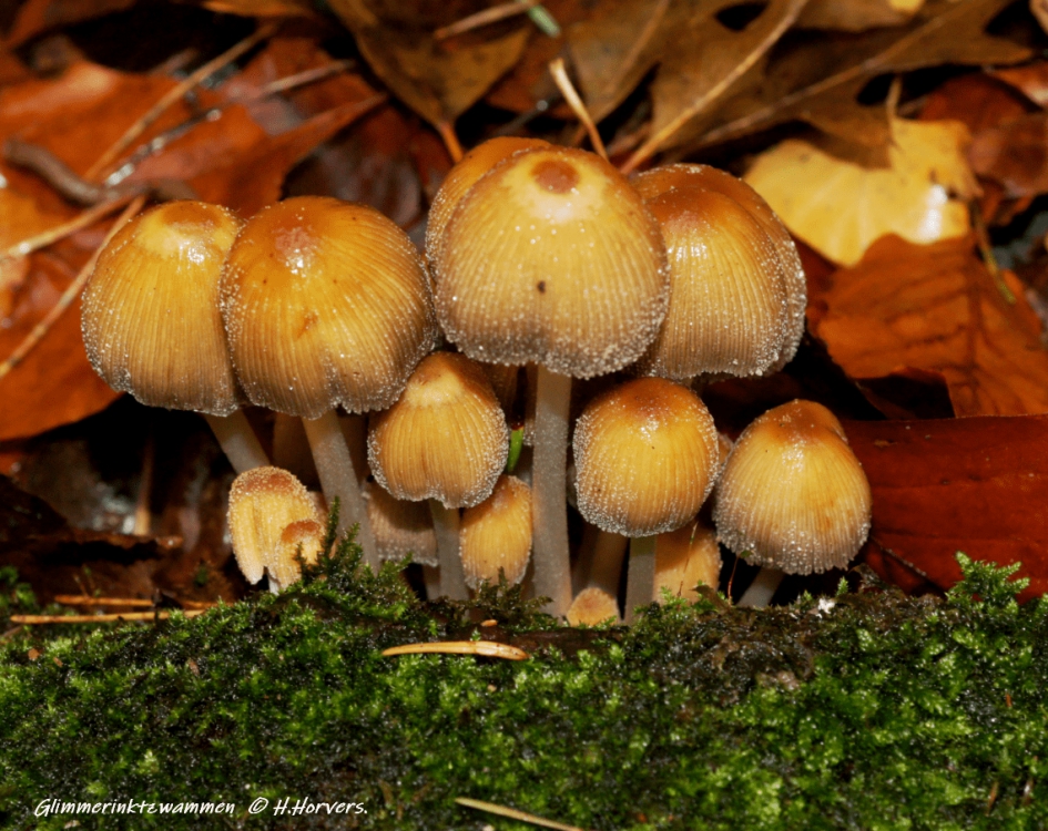 Glimmerinktzwammen. - Schimmels - Glimmerinktzwammen.